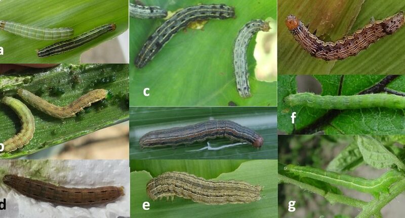 Not Agronomists? Uganda Deploys 1000 Military Officers To Fight ‘Dangerous Worms Smashing Crops’
