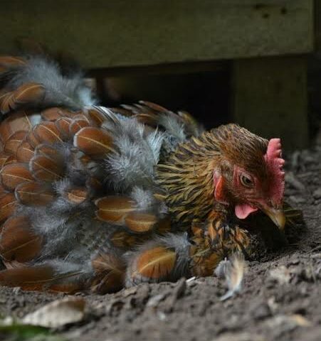 Farmer’s Guide: Here Are Common Chicken Pests & How To Get Rid Of Them