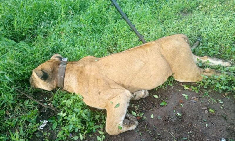 Three Lions Found Dead Near Queen Elizabeth National Park