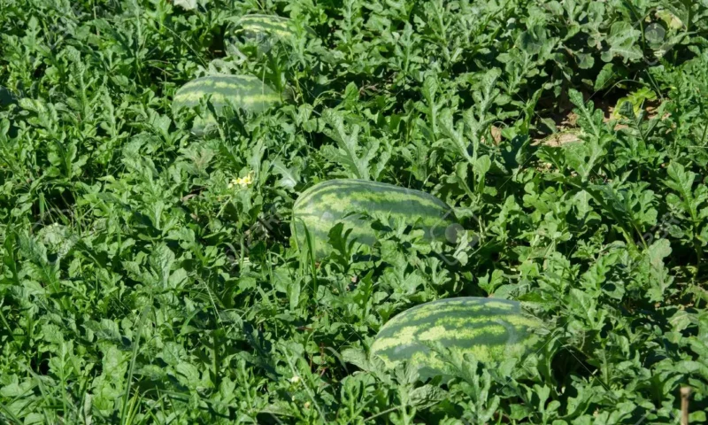 Farmer’s Guide: Watermelon Spacing-Give Them Room To Grow!