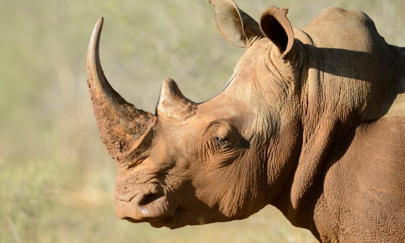 Yemen National Intercepted At Entebbe Airport With 15kgs Of Rhino Horns