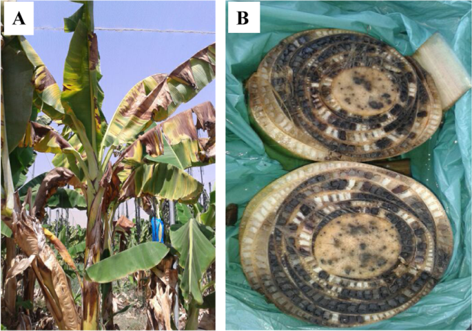 Farmer’s Guide: Here Is How You Should Fight Deadly Fusarium Wilt In Bananas