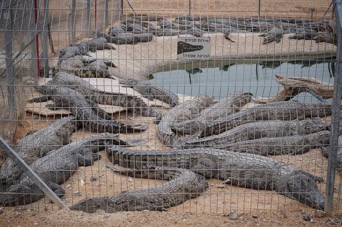 Farmer’s Guide With Mugenyi Joseph: Here Is What You Need To Know About Crocodile Farming