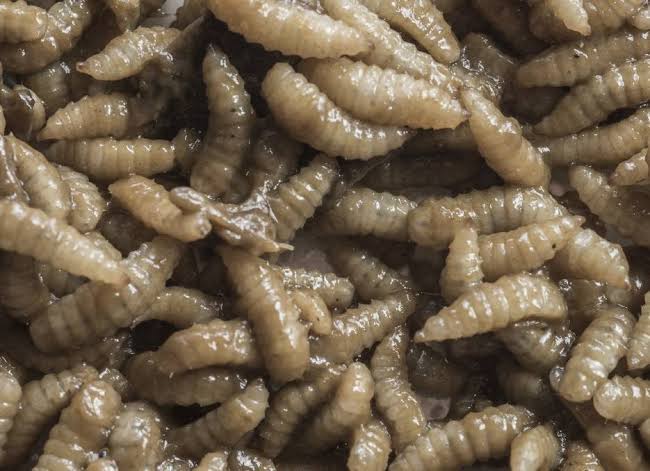 Farmer’s Guide With Joseph Mugenyi: Do The Following & Reap Big From Maggot Farming