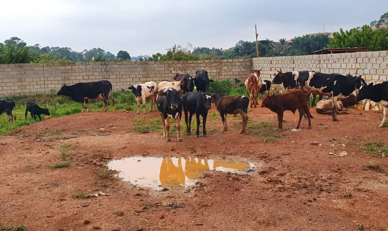 Police Recovers 32 Heads Of Stolen Cattle & Motorvehicle In Lungujja