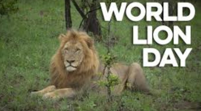 World Lions Day: Save ‘Our Brothers In The Jungle’ By Conserving Natural Reserves-Animal Activists