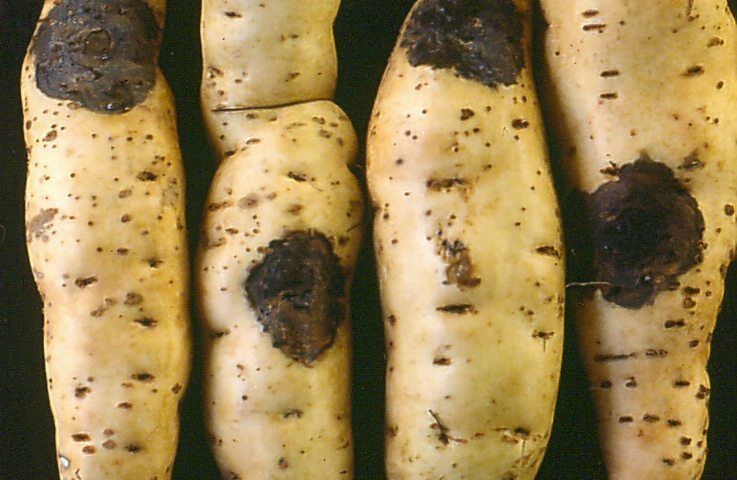 Farmer’s Guide: How To Control Sweet Potato Black Rot Disease