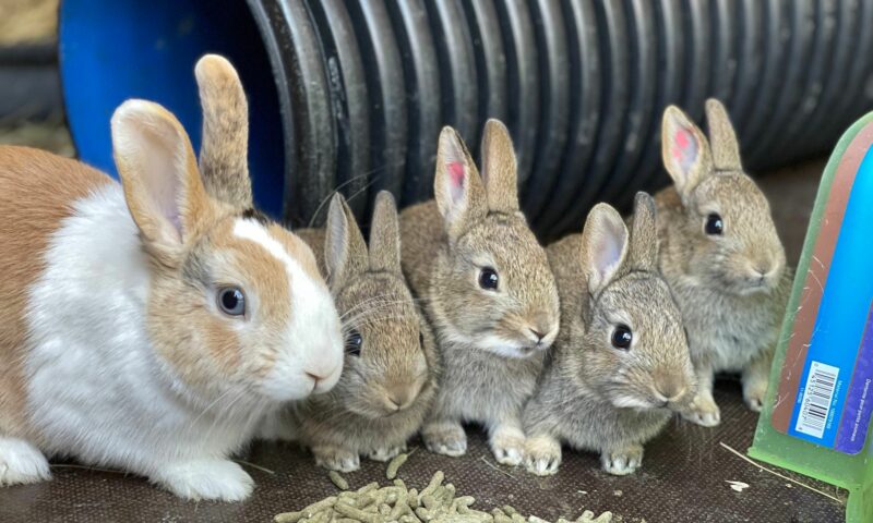 Farmers Guide: Here Is How To Protect Rabbits From Pain, Injuries & Diseases
