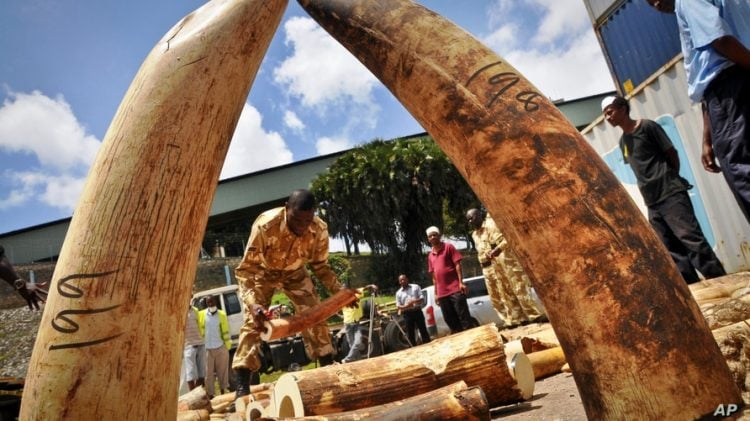 Animals Are More Important Than African Humans-Wildlife Court Sentences Ivory Dealer To Life Imprisonment Over Unlawful Possession Of Protected Species