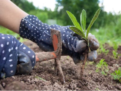 Farmer’s Guide: Here Are Six Top Weeding Tips For Your Garden