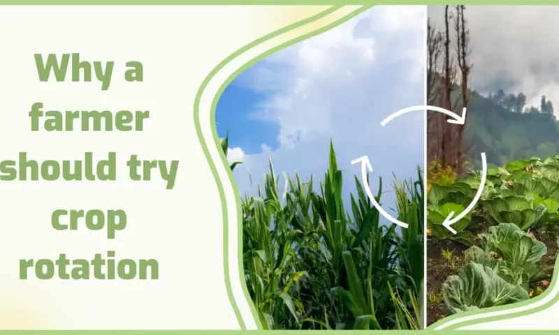 Farmer’s Guide: Here Are Tops Reasons Why You Should Practice Crop Rotation