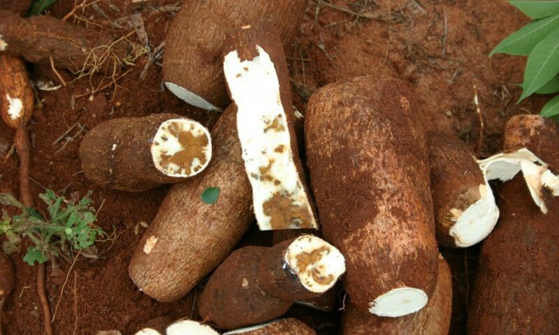 Farmer’s Guide: Here’s How To Deal With Cassava Rot For Better Yields