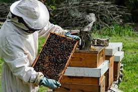 Farmer’s Guide: Want To Start Bee Keeping? Do The Following