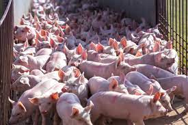 Farmer’s Guide: You Can’t Get Any Profit From Pig Farming If Don’t Know How To Control & Prevent Diseases