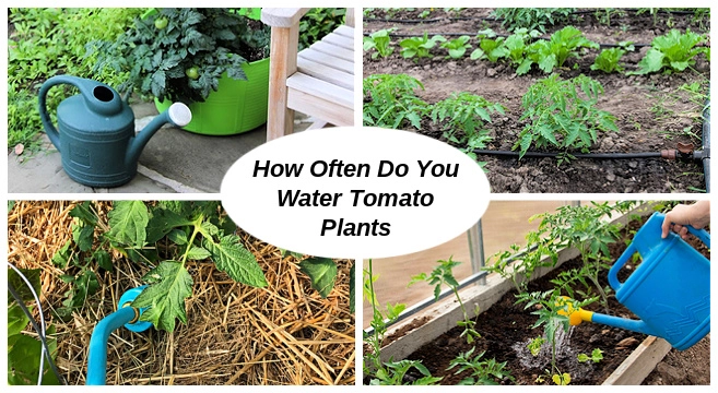 Farmer’s Guide: Here Is How Much You Should Water Tomatoes For Better Yields