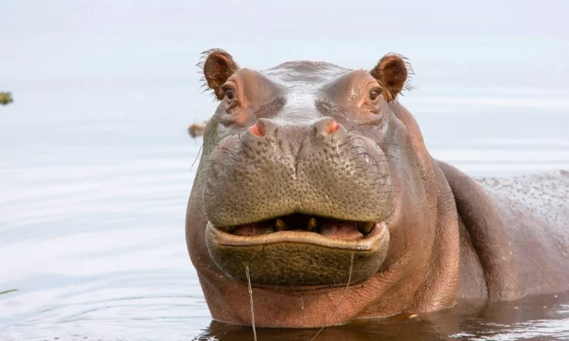 Katwe-Kabatoro: Two Year Old Boy Swallowed By Hippo & Vomited
