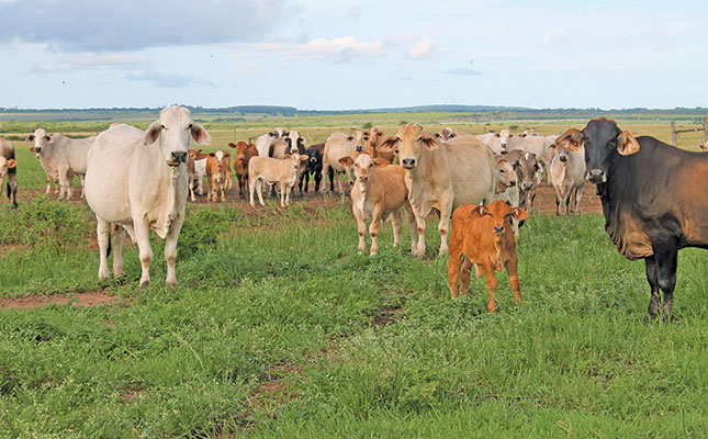 Farmer’s Guide: Here Is What You Need To Know Before Starting Commercial Beef Herd