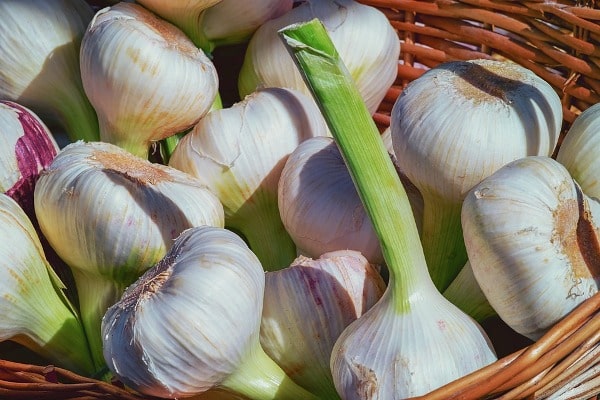 Farmer’s Guide: Here Is What You Need To Know About Garlic Farming If You Need To Earn Big