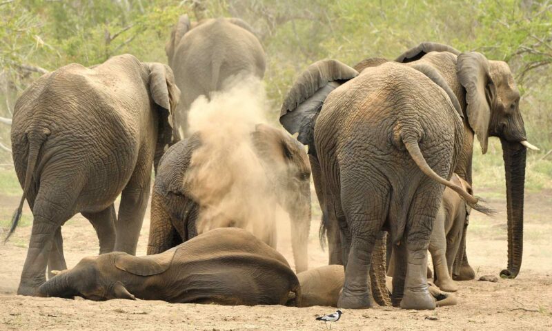 Sad! Queen Elizabeth Elephants Kill 53yr Old Man