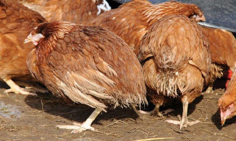 Farmers’ Guide: Here Are 5 Terrible Chicken Diseases That Will Leave You In Losses, Prevent Them This Way!