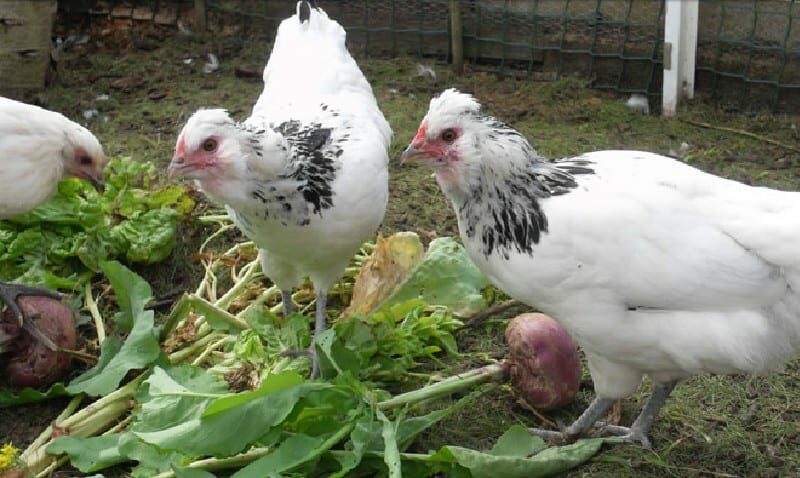 Farmer’s Guide: Balanced Diet For Chicken Is Key, Here Are 10 Feeds To Consider