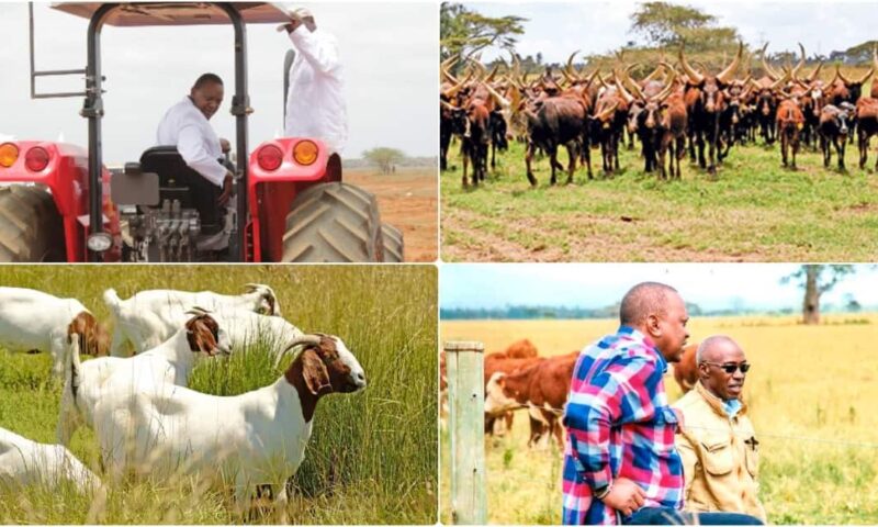 Unearthed: Here Is President Uhuru Kenyatta’s 4000 Acre Farm Housing Over 1000 Animals