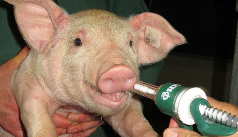Farmer’s Guide: Here Is What You Need To Know About Pig Vaccination