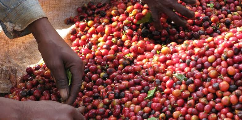 Uganda Coffee Exports Rose To 23% In Jan 2023 – UCDA Report