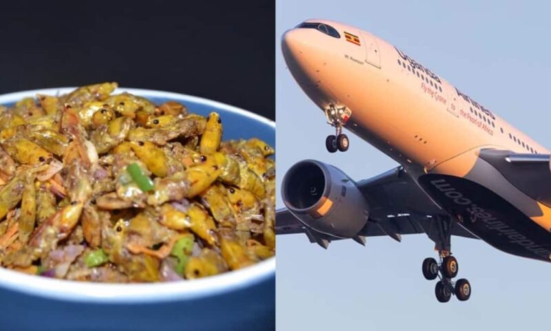 Grasshoppers To Be Added On Uganda Airline’s Menu Due To Passengers Demand-CEO Bamuturaki