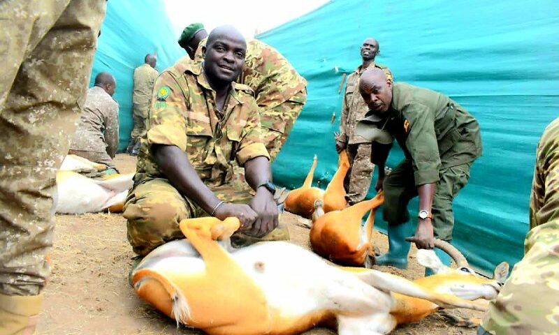 Uganda Wildlife Authority Translocates 200 Kobs To Kidepo Valley National Park