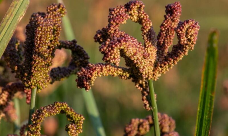Farmer’s Guide: Here Are Key Factors That You Must Know Before Starting Millet Farming