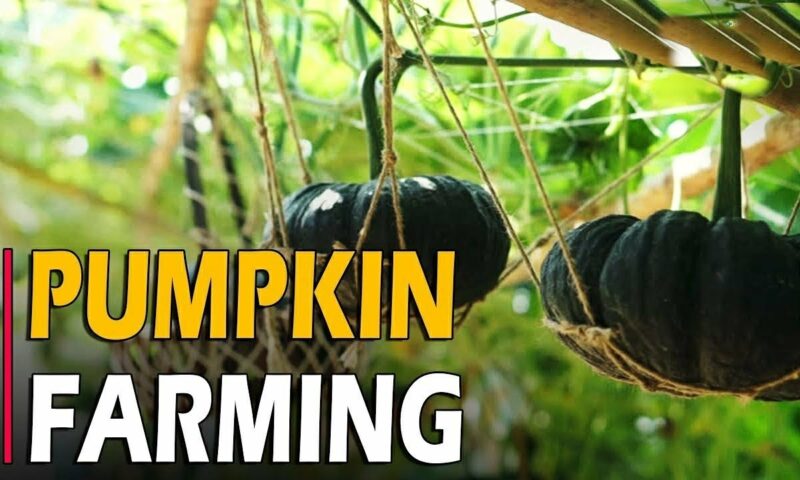 Farmer’s Guide: Here’s How To Plant, Care & Harvest Pumpkins
