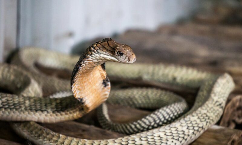 Shocking: Deadly Snake Found On Plane Forces ‘Hero’ Pilot to Make Emergency Landing