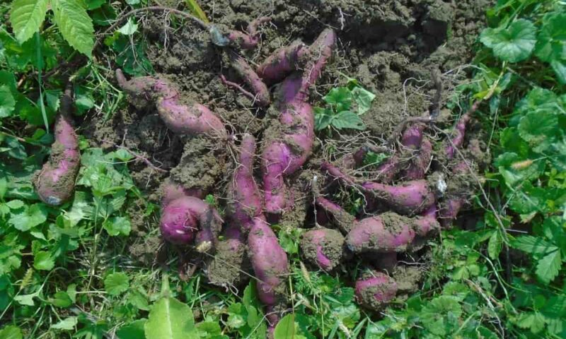 Farmer’s Guide: Here Is What To Consider In Watering & Fertilizing Sweet Potatoes