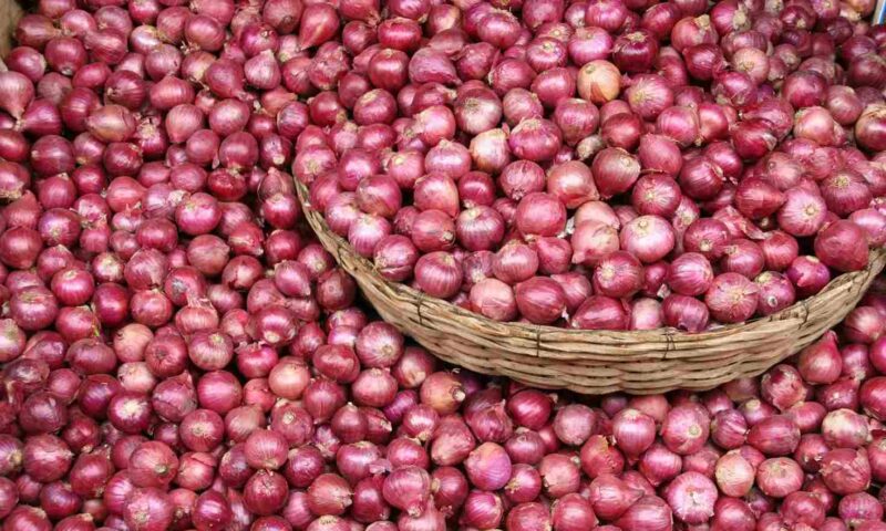 Farmer’s Guide: Fertilizing Onions Is Essential For Bigger & Stronger Crops, But Here’s How You Can Do It!