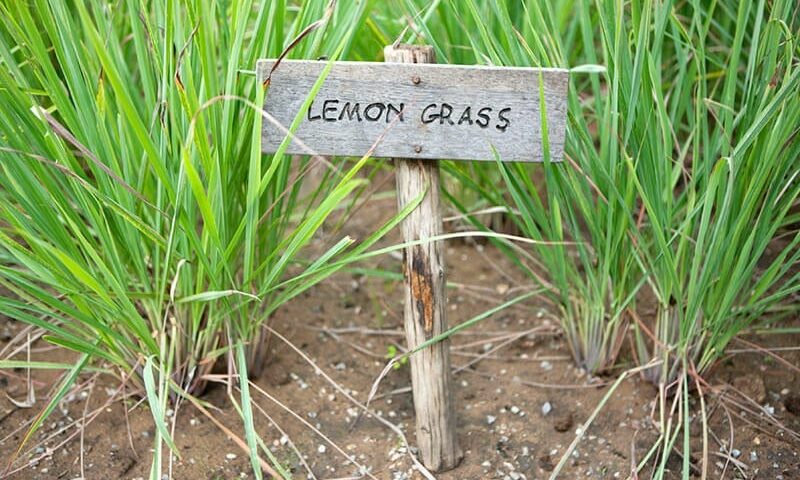 Farmer’s Guide: Here Are 10 Benefits Of Growing Lemongrass In Your Garden