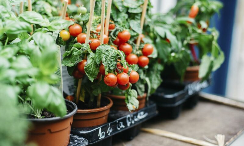 Farmer’s Guide: City Farmer? Here Are Best Vegetables You Should Consider For Container Gardening