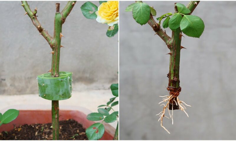Farmers Guide: How To Propagate Roses From Stem To Get Hundreds