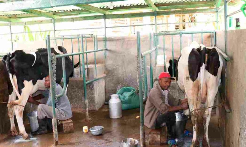 Gov’t Negotiating For Market In Algeria As Kenya Tightens Ban On Ugandan Milk Products