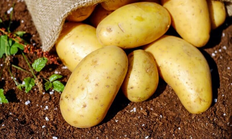 Farmer’s Guide: Here’s How To Successfully Grow Potatoes In Containers