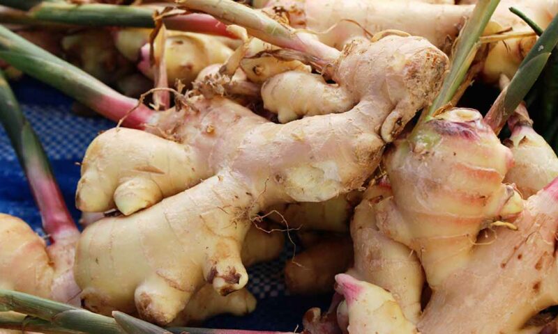 Farmer’s Guide: How To Grow Ginger In Containers & Get Huge Harvest