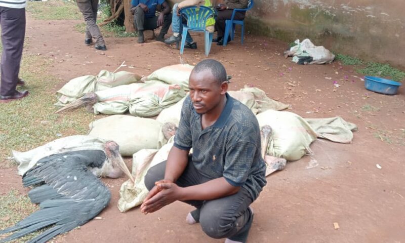 Four Arrested In Wakiso Over Unlawful Possession Of Wild Species