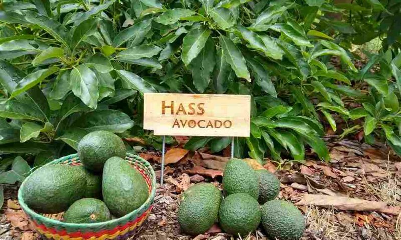 ”Subsidise Cost Of Hass Avocado & Macadamia Seedlings For Our Farmers To Eat Big”-MPs To Gov’t