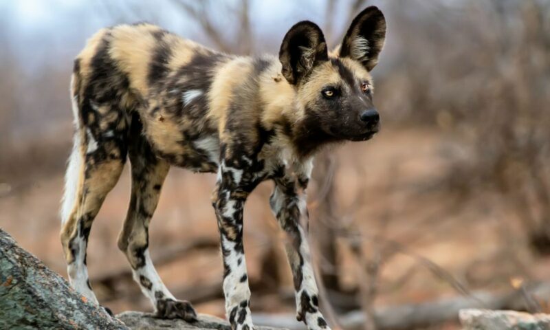 Tourism: African Painted Dogs Spotted In Uganda After Four Decades