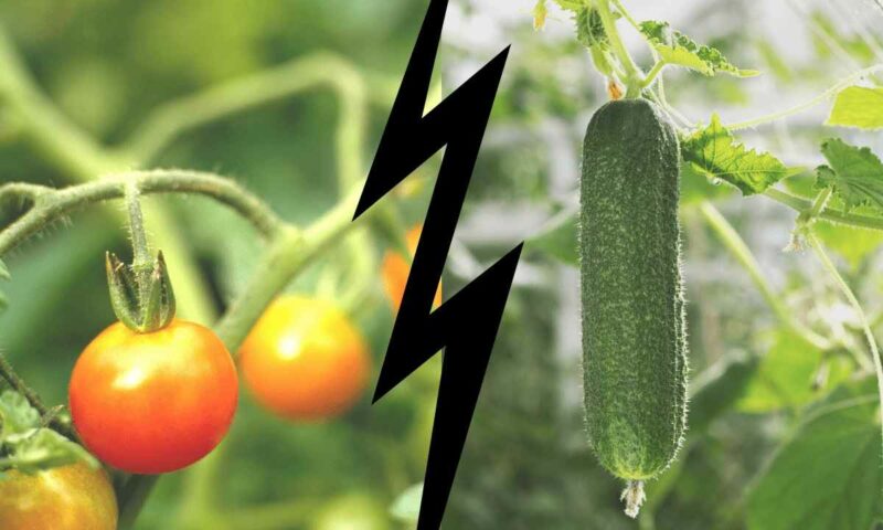 Farmers Guide: Don’t Dare Plant Cucumbers With Tomatoes, Here’s Why!