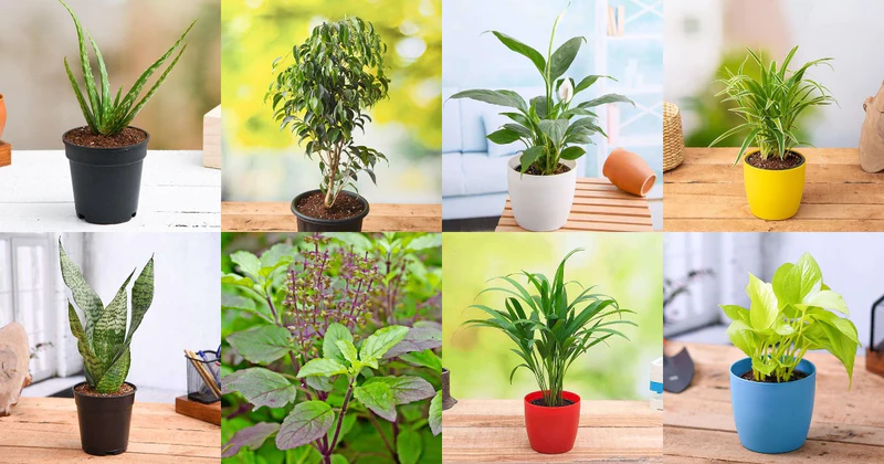 Health Alert: Here Are 8 Incredible Indoor Plants That Will Give You Fresh Oxygen At Night