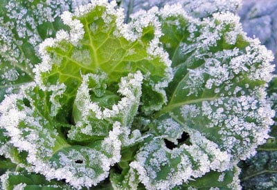 Farmer’s Guide: 10 Frost Tolerant Vegetables To Grow In Fall