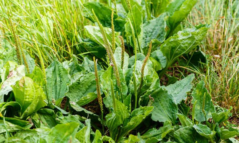 Health Alert: This Little Weed is One Of The Most Useful Medicines, Check It Out!