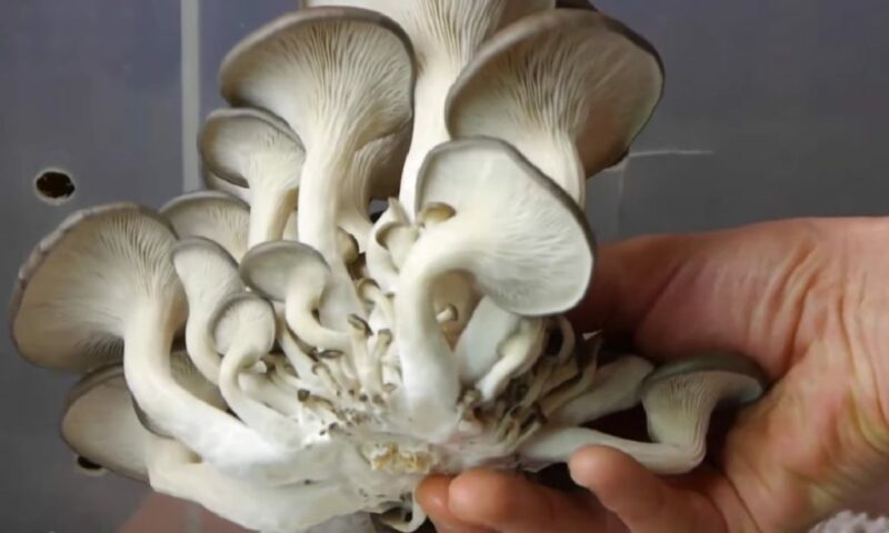Farmer’s Guide: Here Is How To Harvest Mushrooms – Cutting vs Picking