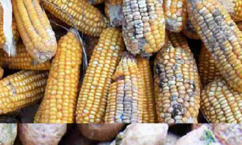 Gov’t Urged To Sensitise Farmers On Post Harvest Handling To Curb Toxicity In Agricultural Products